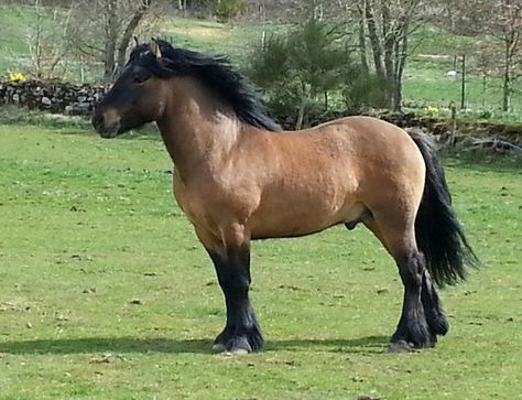 Minecraft Horse, Hackney Horse, Highland Pony, Horse Breeder, Pony Breeds, Eventing Horses, Barrel Horse, Horse Treats, Animal Antics