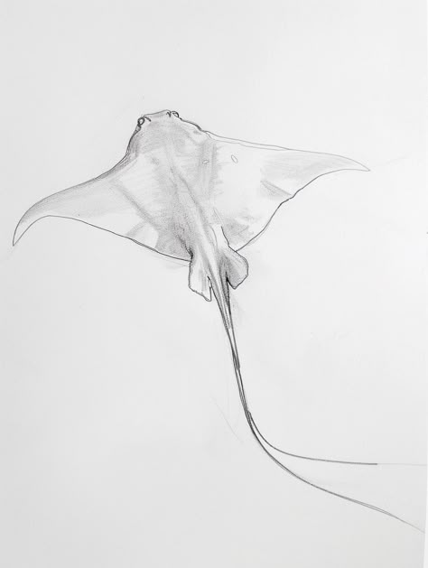 Master realistic stingray art using the techniques in this beautifully illustrated drawing demo. #stingraydrawing #marinedrawing #arttips 🦈 Sting Rays Drawing, Sting Ray Drawing Cute, Simple Stingray Drawing, Ocean Animals Sketch, Manta Ray Drawing Sketch, How To Draw A Stingray, Aquatic Sketches, Aquatic Life Drawing, Stingray Drawings