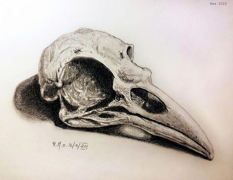 Animal Skull Drawing, Bird Skull Tattoo, Bone Drawing, Skull Reference, Skull Sketch, Crow Skull, Skulls Drawing, Raven Art, Raven Skull