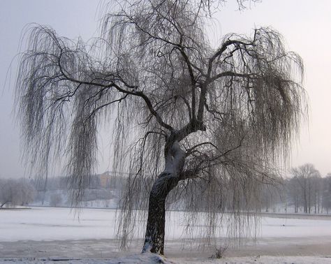 Willow Tree In Winter, Weeping Willow Tree Photography, Reading Imagination, Salix Babylonica, Bonsai Inspiration, Volcano Hawaii, English Assignment, Snowy City, Country Views