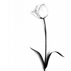 tulip sketch - Google Search White Tulip Tattoo, Tattoo White Background, Small Lily Tattoo, Tattoo Tulip, Tulip Flower Drawing, Sunflower Tattoo Sleeve, Tulip Drawing, Sunflower Tattoo Shoulder, Tattoo White