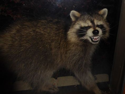 Raccoon Smiling, Raccoon Teeth, Trash Pandas, Cute Raccoon, Trash Panda, Racoon, Ferret, Husky, Funny Animals