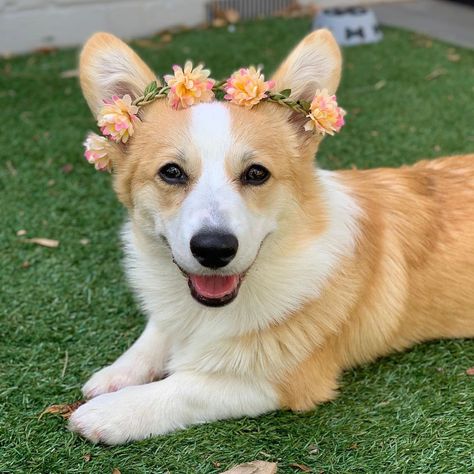 Dog With Flower Crown, Animals With Flower Crowns, Animal Photos, Dog Blog, Flower Crowns, Animal Photo, Cute Little Animals, Flower Crown, A Flower