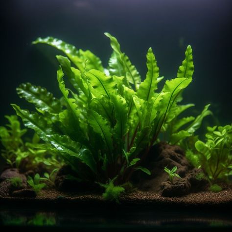 Java Fern Aquarium, Java Fern Aquascape, Scientific Names Of Flowers, 20 Gallon Aquarium, Java Fern, Aqua Scape, Fern Care, Ferns Care, Aquascape Design