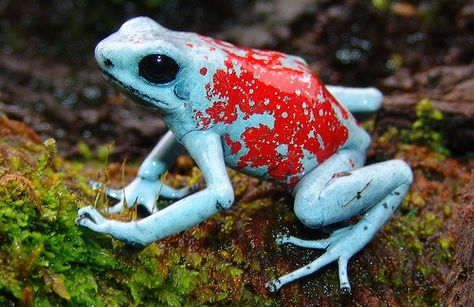 »✿❤Love Frogs!❤✿« Oophaga silvatica-Harlequin Poison Frog-RNA El Pangan Dart Frog Tank, Dart Frog Terrarium, Frog Habitat, Frog Terrarium, Frog Tank, Frog Species, Poison Frog, Dart Frogs, Amazing Frog