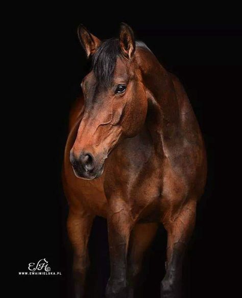 Reference Photos Standing, Horse Head Photography, Horse Reference Photos, Head Photography, Equine Photography Poses, Horse Photography Poses, Horse Reference, Warmblood Horses, Rare Horses