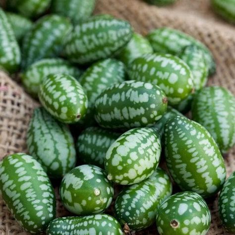 Mouse Melon Cucumber also known as Cucamelon, Mexican Miniature Watermelon. Taste like a cucumber with an hint of sourness great for pickling, salsas, stir-fries deserts & drinks. Resembles a mini watermelon the size of a grape. Produces a huge yield of fruits. 10 seeds per order Types Of Melons, Bee Pollination, Bee Balm Flower, Cucumber Watermelon, Mini Watermelon, Creative Gardening Ideas, Weird Fruit, Vertical Planting, Desert Drinks