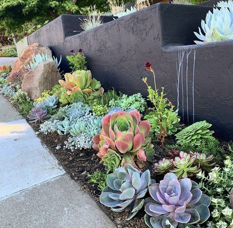 Flower Bed Succulents, Rock And Succulent Landscaping, Succulents Around Pool, Mailbox Landscaping Succulents, Succulent Border Garden, Succulents Front Yard Landscaping, Succulent Yard Landscaping, Succulent Garden Bed Ideas, Succulent Flower Bed Front Yards