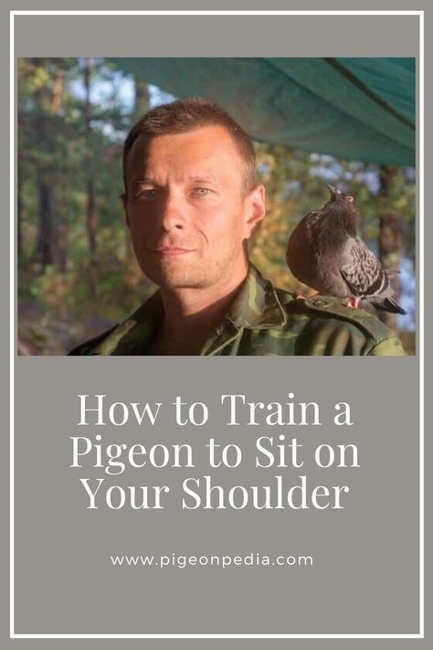 Want to know how to train a pigeon to sit on your shoulder? Keep reading: #pigeonpedia Shoulder Training, Feeling Positive, How To Train, Pigeon, Trust Yourself, Train, Reading