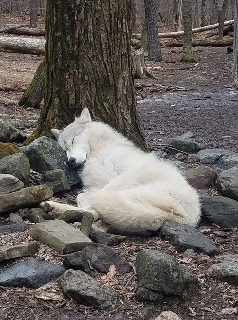 Awwww! Love ALL animals and take care of their habitats! Lup Singuratic, Wolf Photos, Wolf Spirit Animal, Wolf Love, Wolf Pictures, Wolf Spirit, Beautiful Wolves, White Wolf, Puppy Adoption