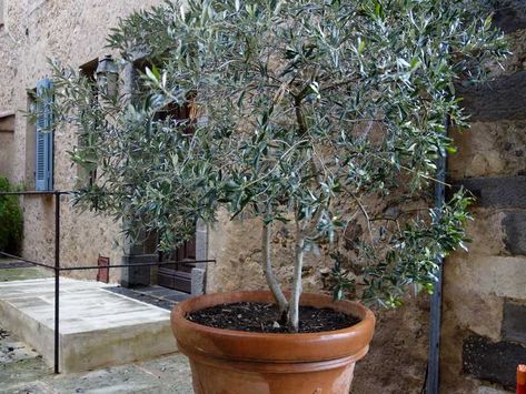 Une entretien de l''olivier en pot est à effectuer au début du printemps, avant la reprise. Rempotage, taille, traitements... Voici tous les gestes à faire Olivier En Pot, Olea Europaea, Divine Nature, Backyard Porch, Potted Trees, Pot Designs, Olive Tree, Backyards, Holiday Home