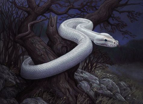 White snake by Atenebris.deviantart.com on @DeviantArt Snake Painting, Snake Illustration, Snake Wallpaper, Dark Landscape, Albino Animals, Snake Art, Grimm Fairy Tales, White Snake, Mythical Creatures Art