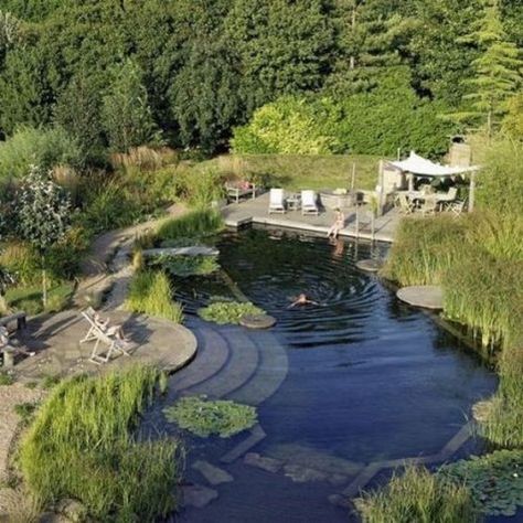 a large natural pool with steps that looks like a real pond thanks to greenery and floating plants on its surface Swimming Ponds, Swimming Pool Pond, Kolam Koi, Natural Swimming Ponds, Swimming Pond, Natural Pond, Natural Swimming Pools, Piscina Natural, Natural Swimming Pool