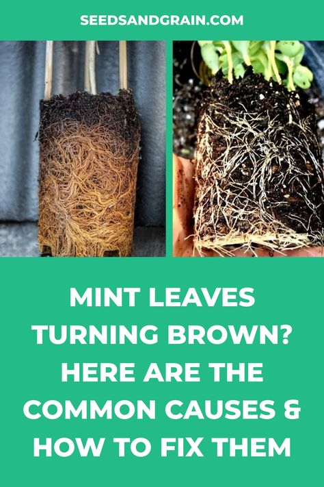 Spearmint Plant Care, Chocolate Mint Plant, Mint Plant Care, Plant Leaves Turning Brown, Leaves Meaning, Drying Mint Leaves, Mint Plant, Plant Bugs, Mint Plants