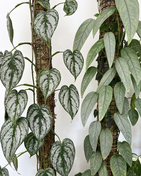 Moss pole buddies Left: philodendron brandtianum Right: Epipremnum pinnatum Cebu blue #mosspole #climbingplants #philodendronfanatic Philodendron Brandtianum, Cebu Blue, Moss Pole, Epipremnum Pinnatum, Green Magic, Climbing Plants, Cebu, Tropical Plants, Green Thumb