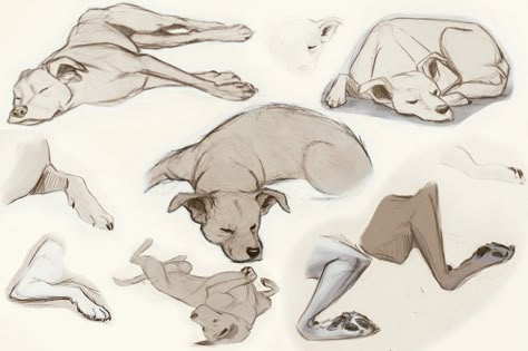 Dog Poses Reference, Animation Drawing Sketches, Sleeping Drawing, Dog Design Art, Dog Anatomy, Dog Poses, Dog Sketch, Animal Study, 강아지 그림