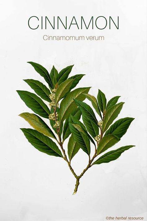 Cinnamon Herb - Side Effects, Uses and Benefits Medicinal Herb, Healing Plants, Herbal Healing, Herbs For Health, Healing Herbs, Natural Herbs, Planting Herbs, Medicinal Herbs, Medicinal Plants