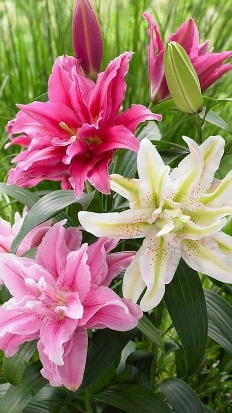 Lily Garden, Day Lilies, Beautiful Rose Flowers, Beautiful Flowers Pictures, Flower Lover, Exotic Flowers, Lily Flower, Flowers Nature, Beautiful Blooms