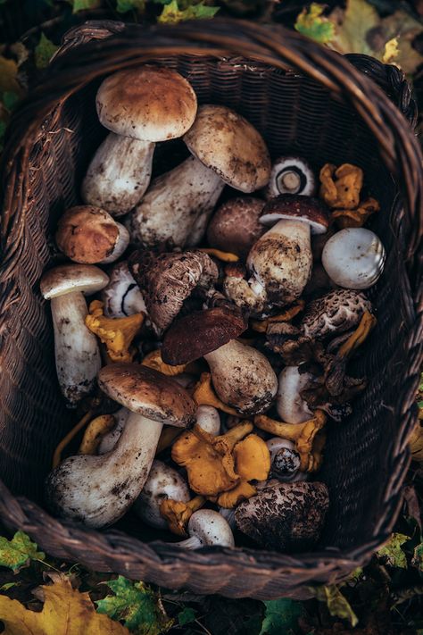 Lithuania Aesthetic, Autumn Mushrooms, Magazine Recipe, Recipe Mushroom, Country Home Magazine, My French Country Home, French Country Home, Farm Lifestyle, Mushroom Fungi