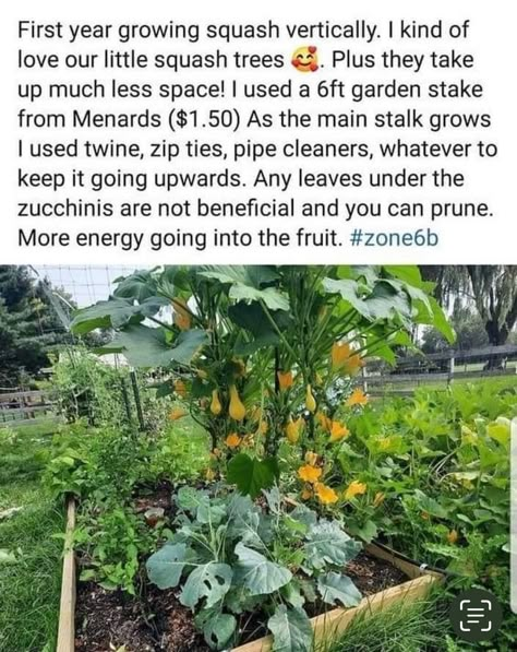 Growing Squash Vertically, Growing Squash, Plants Growing, Garden Veggies, Veg Garden, Home Vegetable Garden, Garden Yard Ideas, Food Garden, Veggie Garden