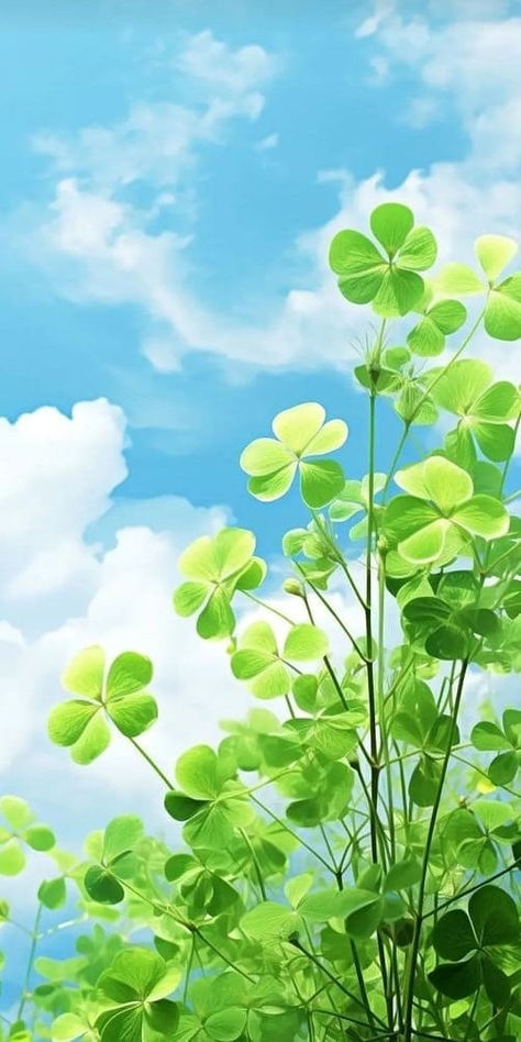 st. patrick's day wallpaper: clovers St Patrick's Day Wallpaper, Enchanting Wallpaper, Green Vibe, St Patricks Day Wallpaper, Lucky Wallpaper, Day Wallpaper, Wallpaper Nature Flowers, Emerald Isle, Cute Wallpaper For Phone