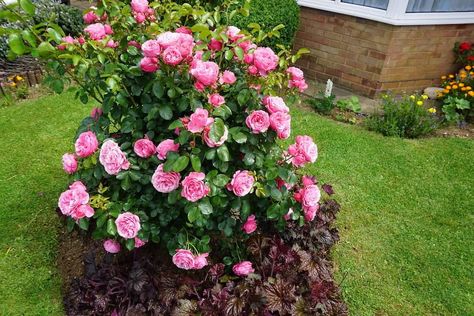 Transplant Rose Bush, How To Trim Rose Bushes, Bush Backyard, Trim Rose Bushes, Transplanting Roses, Planting Rose Bushes, Rose Bushes Landscape, Garden Wonderland, Rose Bush Care