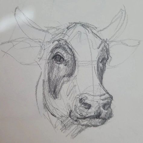 How To Draw Cows, Cow Drawing Sketch, Cow Drawing Reference, Cow Sketch Drawings, Cute Cow Sketch, How To Draw A Cow, Cow Head Drawing, How To Draw Cow, Drawing Cows