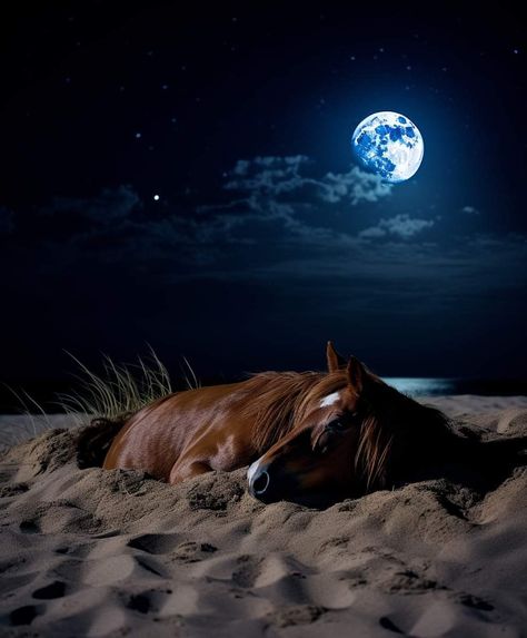 Iphone Wallpaper King, Horse Wallpaper, Horse Aesthetic, Most Beautiful Horses, Majestic Horse, Under The Moon, Cute Horses, Stunning Photography, Horse Life