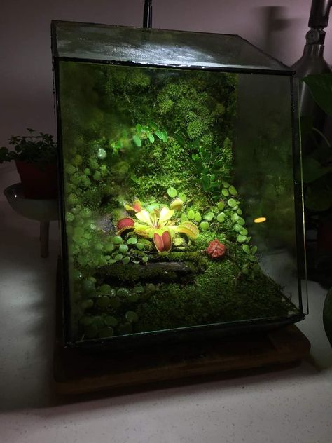 Tropical Terrarium Ideas, Carnivorous Garden, Terrarium Wall, Carnivorous Plants Terrarium, Terrarium Design, Plants Terrarium, Tropical Terrariums, Frog Terrarium, Diy Succulent Terrarium