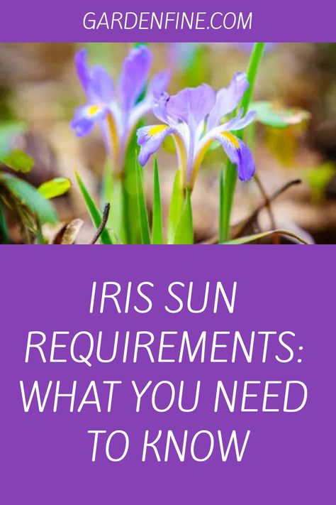 The majority of iris species, such as bearded, Siberian, Japanese, and so on, do best in partial to full sun conditions, so plan accordingly. The crested iris Crested Iris, Growing Irises, Siberian Iris, Dutch Iris, Perennial Border, Coastal Gardens, Bearded Iris, Spring Bouquet, Spring Bulbs