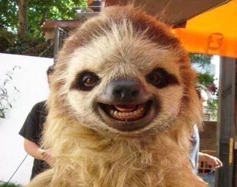 25 Happy Animals. » If this list does not make you smile than nothing will... #timeforasmile Smiling Sloth, Smiling Animals, Sloth Life, Baby Sloth, Cute Sloth, Cute Animal Pictures, Happy Animals, Animals Of The World, Cute Creatures