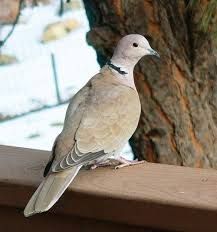 Yellow Lab Names, Band Tailed Pigeon, Collared Dove, Dove Nest, Backyard Birds Feeders, List Of Birds, Payson Az, Dove Pigeon, Common Birds