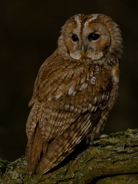 Brown Owl Aesthetic, Owl Aesthetic Cute, Tawny Owl Aesthetic, Owls Aesthetic, Aesthetic Owl, Owl Aesthetic, Owl Collage, Owl Species, Short Eared Owl