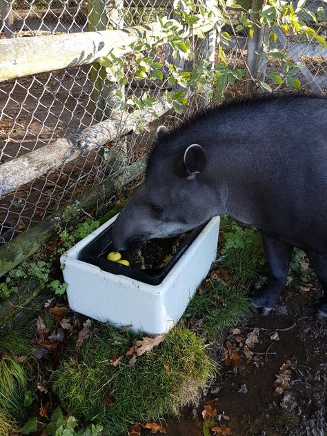 tapir enrichment, bobbing for apples in water trough Bobbing For Apples, Water Trough, Hippopotamus, Animals