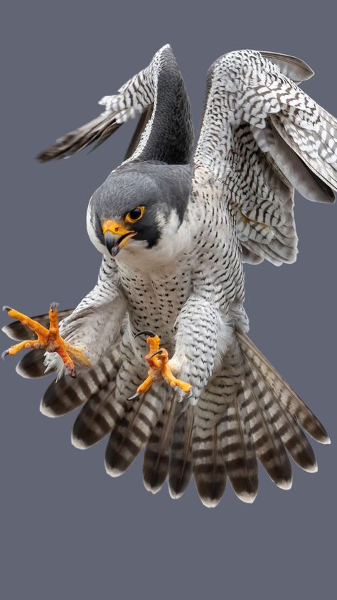 Peregrine Falcon Aesthetic, Raptor Reference, Falcon Aesthetic, Falcon Photography, Common Swift, Hawk Art, Fastest Bird, Peregrine Falcon, Bird Watcher