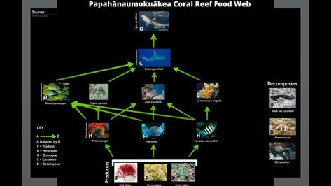 Food Web: Hawaiian Coral Reef by Claire Flanagin Food Web, Coral Reef, Coral