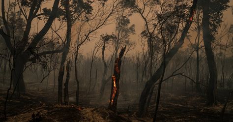 Australia Bushfire, Burned Forest, Australian Gothic, Bushfires In Australia, International Affairs, Festival 2024, International Relations, Nsw Australia, Forest Fire