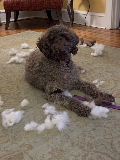 Dont worry people Ive neutralized the threat Labradoodle #doodle #puppies #labradoodle Puppies Labradoodle, Labradoodle Puppies, Doodle Puppies, Labradoodle Puppy, Labradoodle, Doodles, Puppies, Dogs, Animals