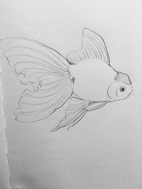 Fish Drawing Pencil, Gold Fish Drawing, Drawing A Fish, Goldfish Art, Drawn Fish, Fish Drawing, Fish Drawings, Gold Fish, Drawing Pencil