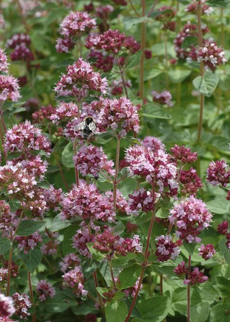 bergmynte, Origanum vulgare Botanical Names, Origanum Vulgare, Plants Uk, Sun Plants, Level 3, Growing Food, Garden Flowers, Drought Tolerant, Front Garden