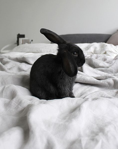 Black Bunny, Black Rabbit, Disney Instagram, Silver Blonde, Doberman, Cute Bunny, Beautiful Creatures, Animal Photography