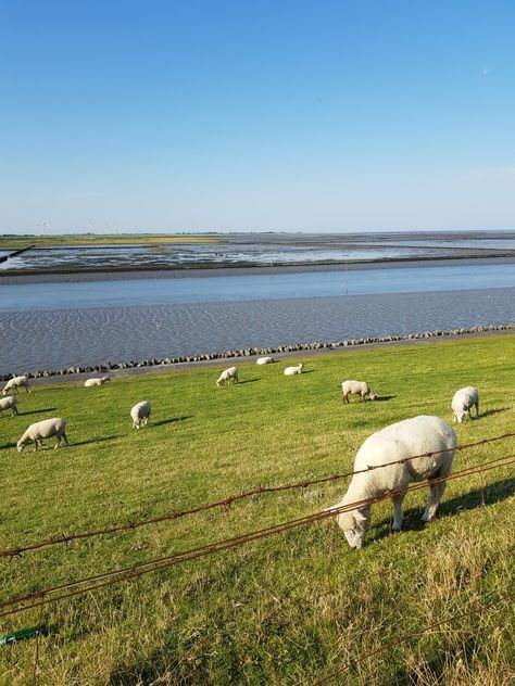 North Sea North Sea Aesthetic, North Sea, Travel Inspo, Animal Photography, England, Photography, Travel