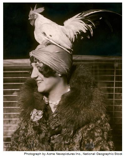 FEATHERS IN HER CAP  Stylish Mae Vavrea tops off her turban with a black-tailed white Japanese bantam rooster at the Chicago Poultry and Pet Show in 1926. Though not published in the story, this photo was probably acquired for the Geographic's April 1927 article "America's Debt to the Hen." In it author Harry R. Lewis notes, "For untold centuries the hen has been a companion of man in the onward march of civilization…The hen might be termed a universal favorite, in that a greater number of perso Chicken Hats, Crazy Chicken Lady, Chicken Lady, Chickens And Roosters, A Chicken, Chickens Backyard, Vintage Photographs, Vintage Photography, Vintage Images