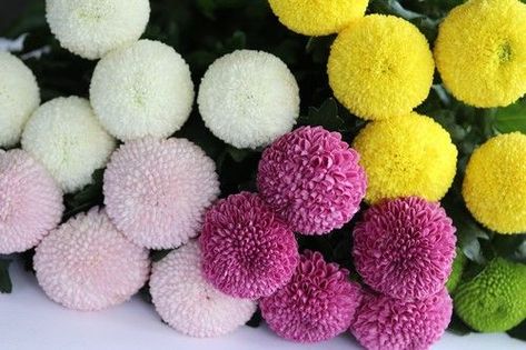 Pom Pom Chrysanthemum, Hardy Mums, Soil Texture, Growing Dahlias, Inside Plants, Chrysanthemum Flower, Bouquet Arrangements, Favorite Flowers, Flowers Perennials