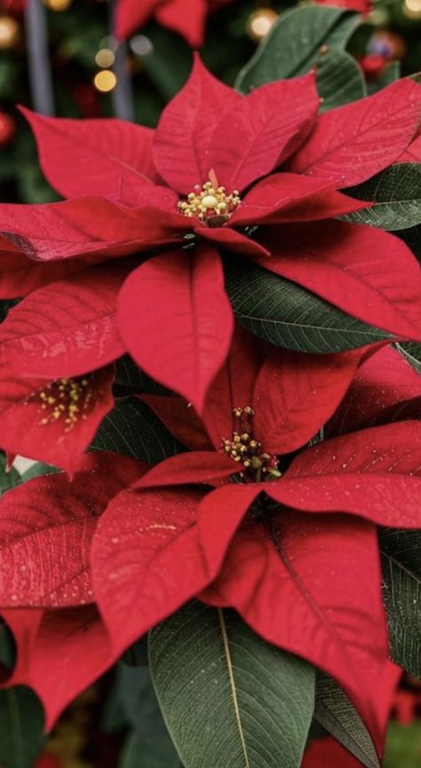 Poinsettia Photography, Poinsettia Aesthetic, Christmas Flowers Poinsettia, Poinsettias Flowers, Christmas Popper, Poinsettia Leaves, Christmas Foliage, Poinsettia Plant, Ib Art