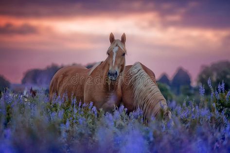 Horses in flowers field at sunrise. Palomino horses in flowers field at sunrise , #ad, #field, #flowers, #Horses, #horses, #Palomino #ad Palomino Horses, Urinary System, Integumentary System, Horse Flowers, Flowers Field, Beautiful Horse Pictures, Palomino Horse, Business Icons Vector, Field Flowers