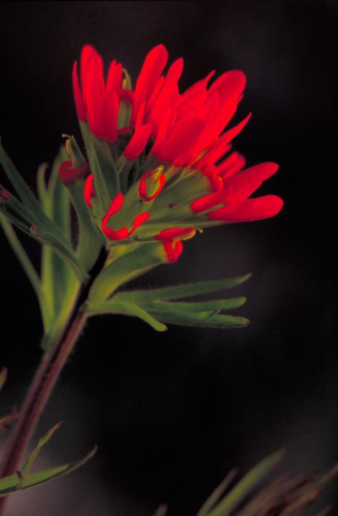 red flowers - Google Search Paintbrush Flower, Indian Paintbrush Flowers, Prairie Fire, Native Plant Gardening, Indian Paintbrush, Rare Seeds, Flower Close Up, Unique Trees, Free Picture