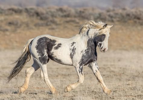 Wild Horses Mustangs, Horse Photography Poses, Wild Horses Photography, Horse Markings, Indian Horses, Horse Anatomy, Pinto Horse, Horse Inspiration, Mustang Horse