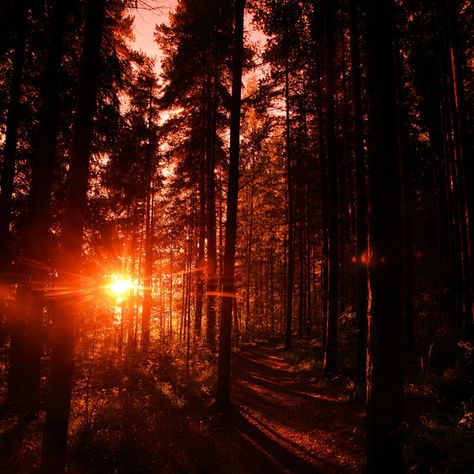 (print image) Red Forest, Forest Sunset, What A Beautiful World, Red Sunset, Fantasy Forest, Landscape Photography Nature, Sunset Nature, Forest Wallpaper, Sunset Wallpaper