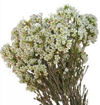 Waxflower Hybrid White fbi Wildflower Arrangements, White Wax Flower, Flower Words, Wax Flower, Flower Meanings, Wax Flowers, White Wax, Wholesale Flowers, Ideal Wedding